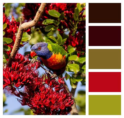 Rainbow Lorikeet Parrot Colourful Image